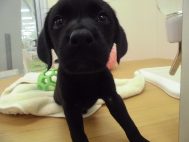 らぶたん、清田から、、、