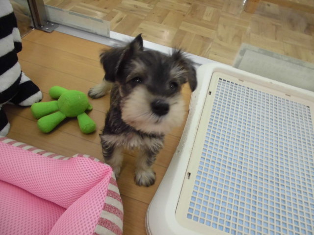 おすすめ犬決定～！！
