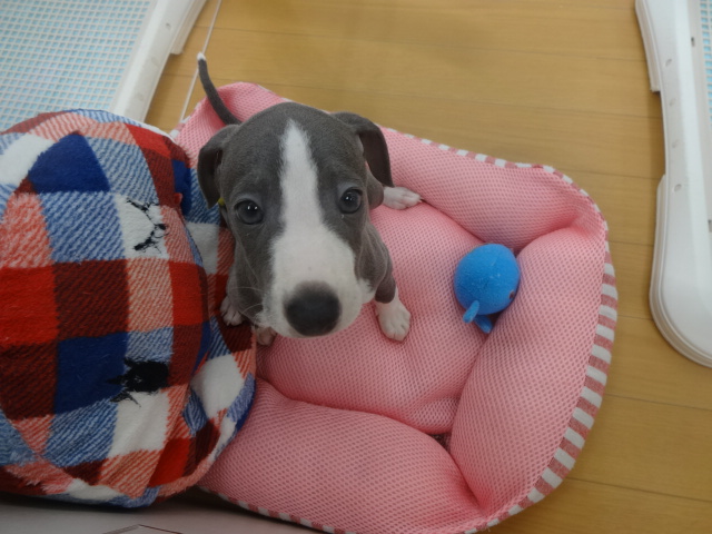 ☆　新！おすすめわんちゃん登場！！　☆