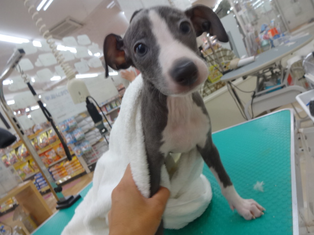 ☆　シャンプーしたよ　☆