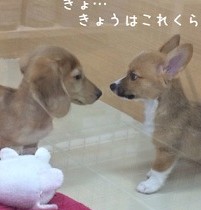★コーギー君はじめてのおともだち★