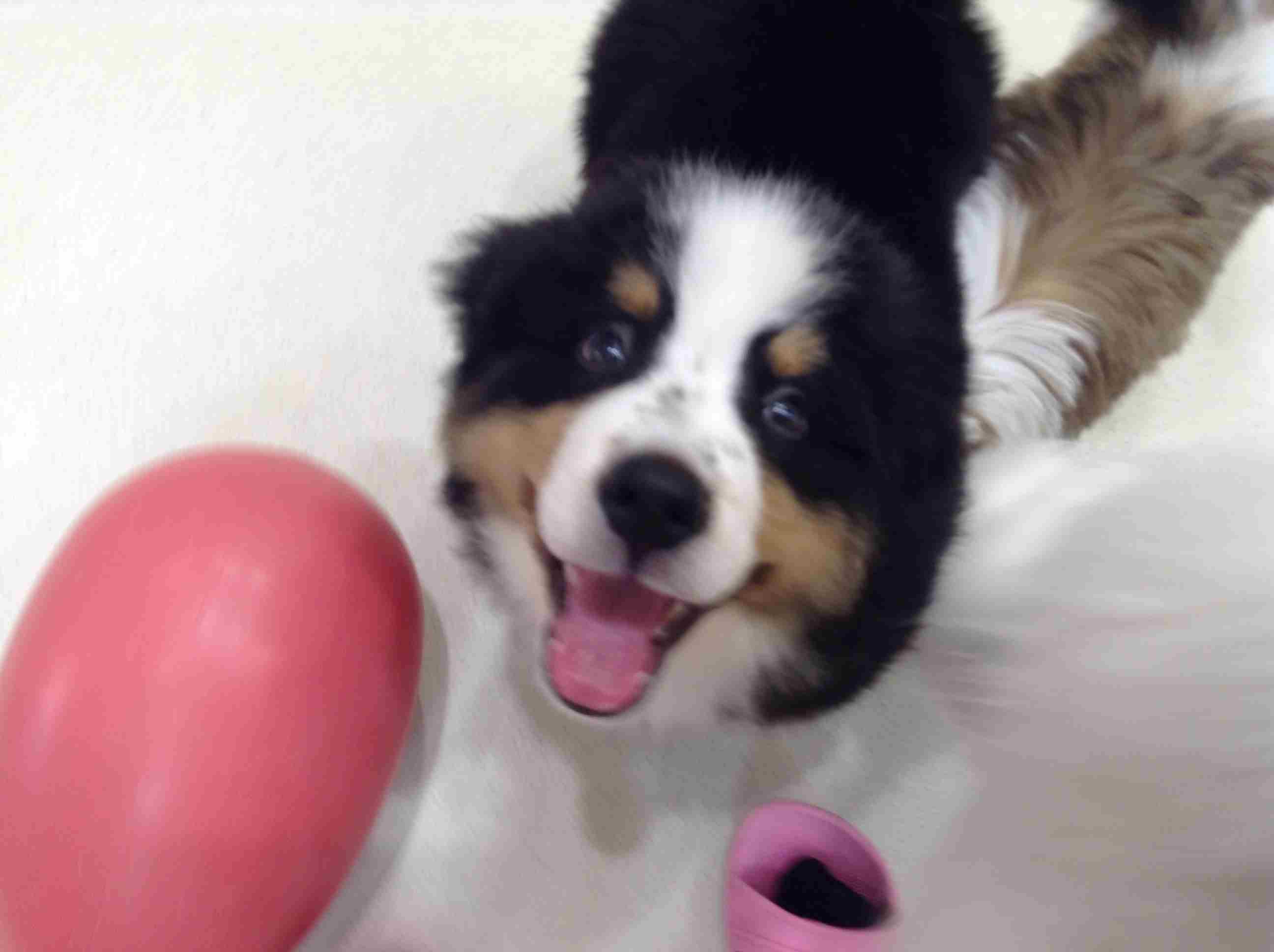 ☆新！オススメ犬バニ君～( *´艸｀)☆