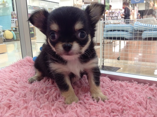 ☆新しいおすすめ犬ご紹介☆