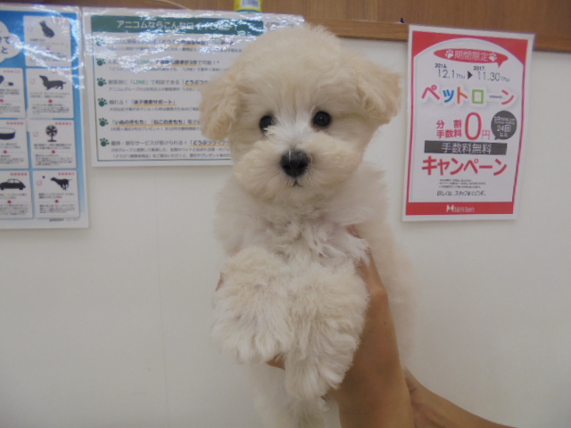 今日のわたあめ君☆