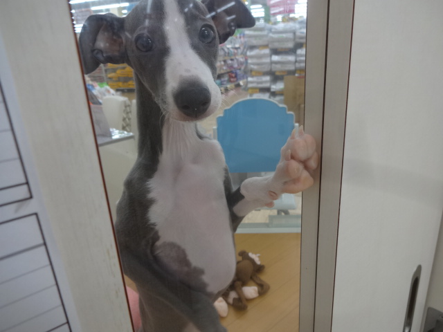 ☆　いっちゃんの１日　☆