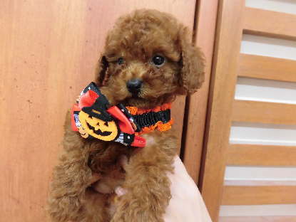 新しいオススメ犬の発表ですッ！！