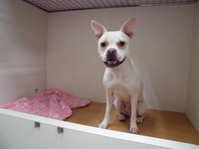 ＊ペットホテル＊