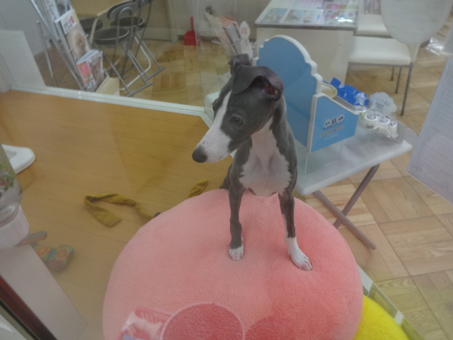 ☆　部屋といっちゃんとオモチャ　☆