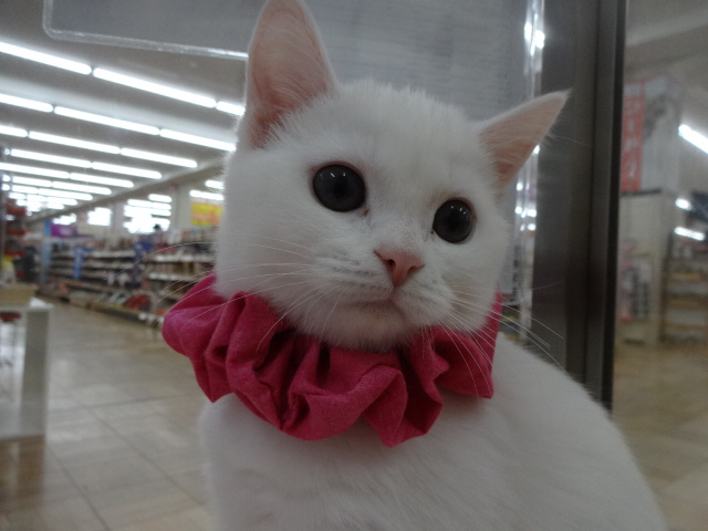 ☆猫好きさん必見！真っ白お姫様☆