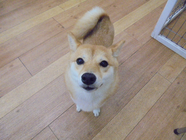 こんぶちゃん♪