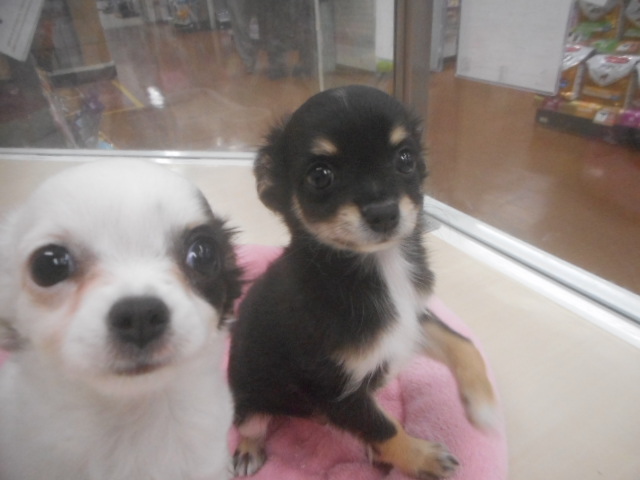 新入りさんが！！