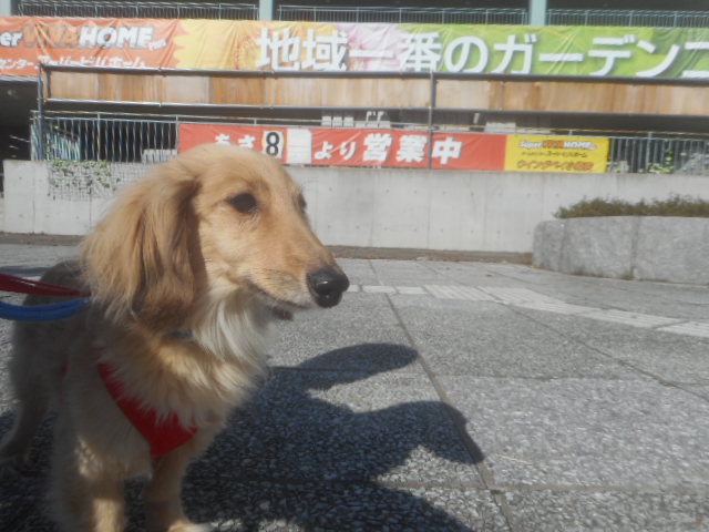 お泊りワンちゃん☆