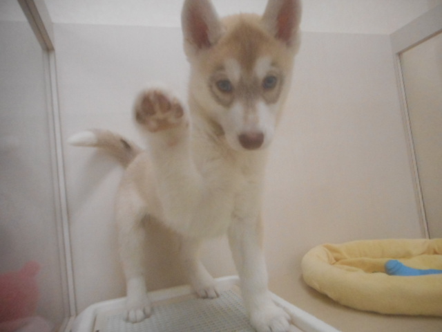 でこぼこコンビ！？