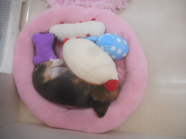 新しい子がいっぱい☆