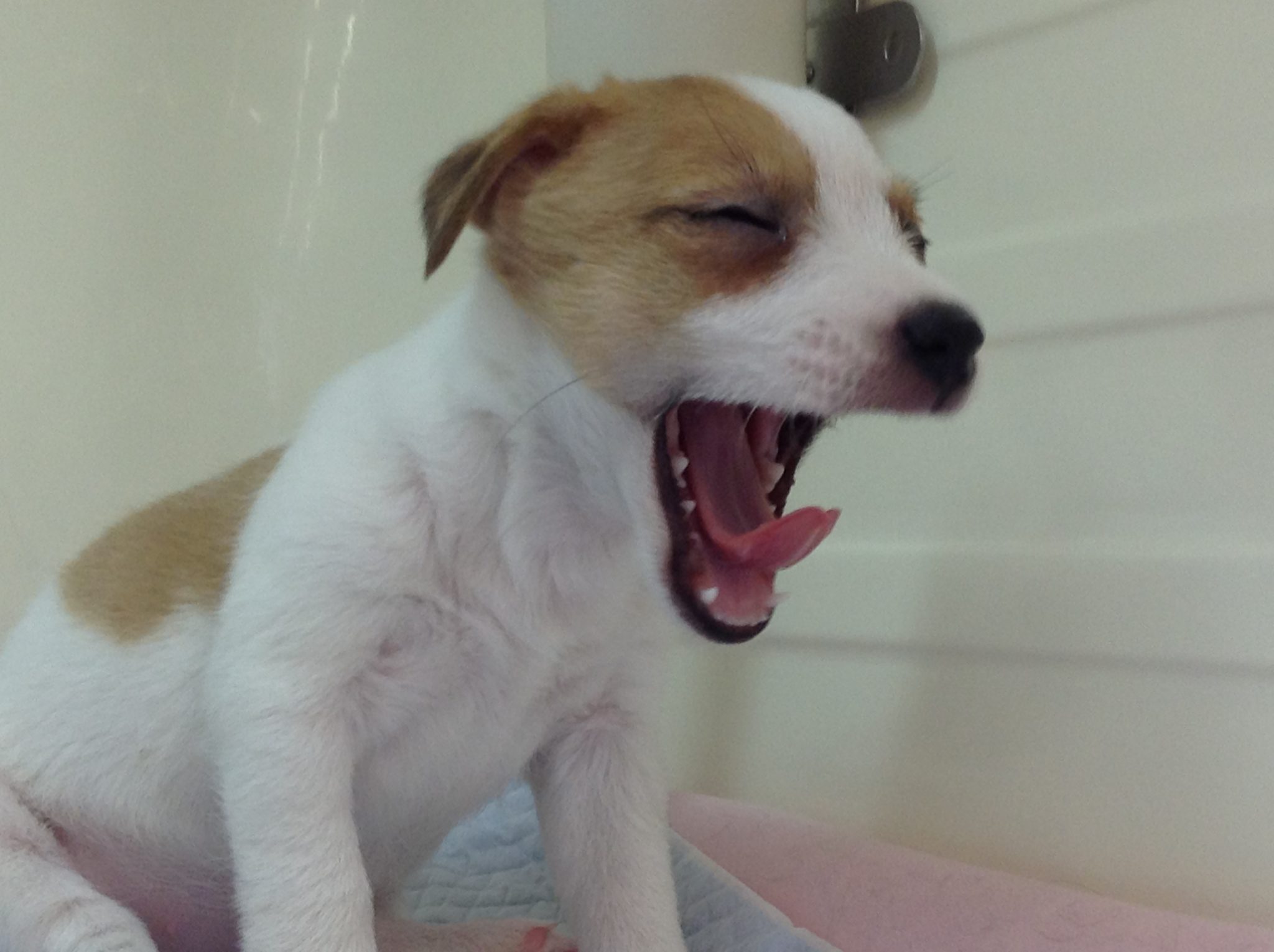 新オススメ犬(^^)/
