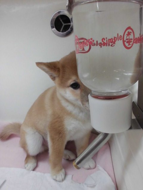 新しい子紹介σ(´Д｀●)