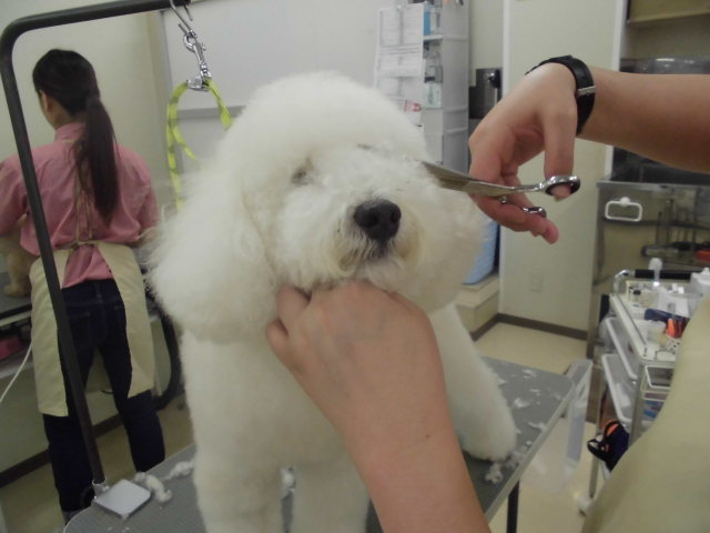 トリミングのご案内♪♪