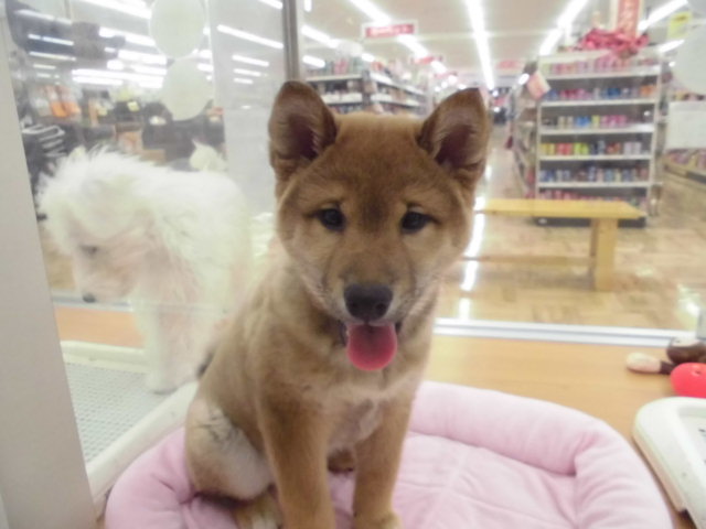 New☆おすすめワンちゃん