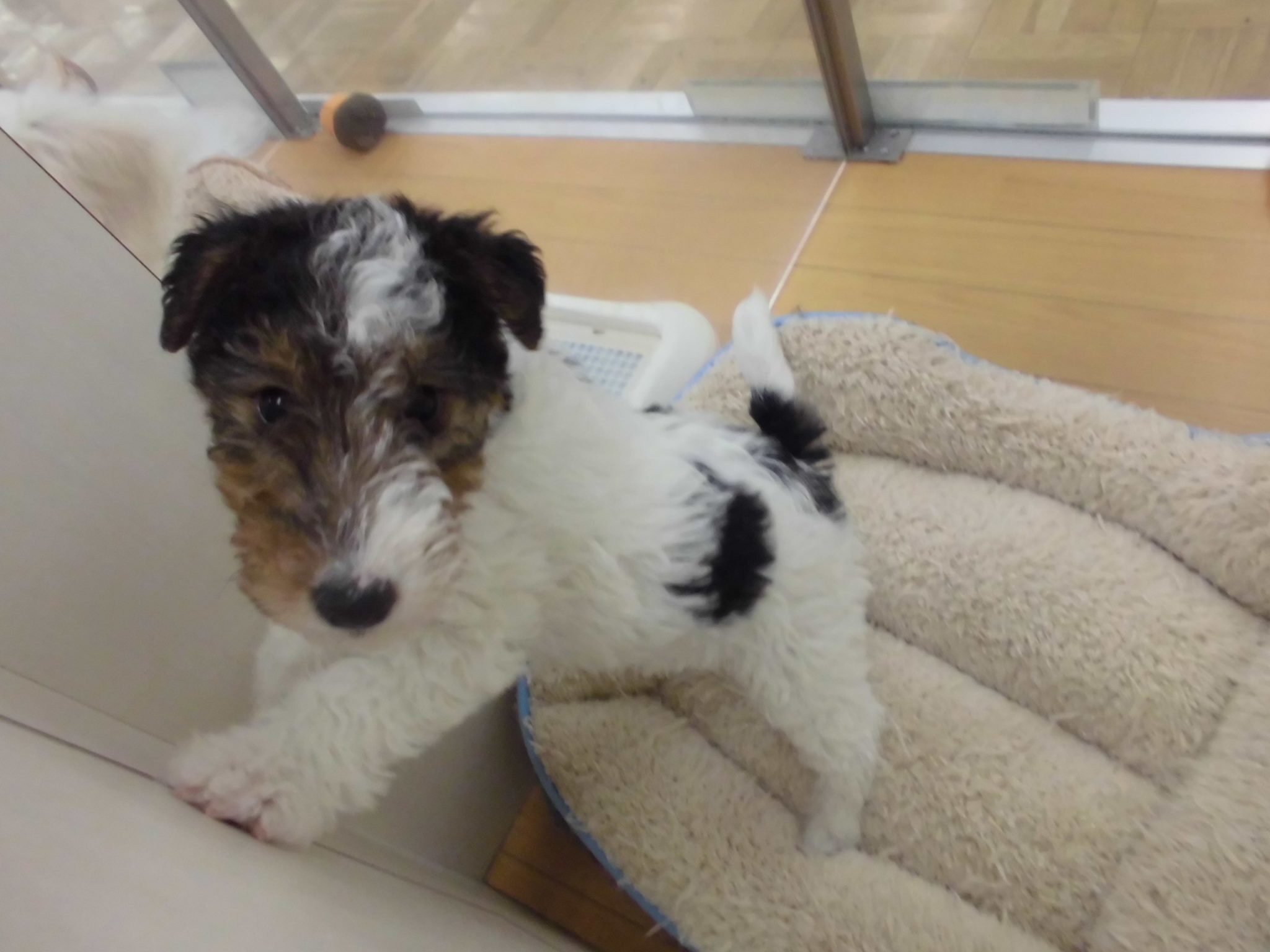 新しいお友達(*^^*)