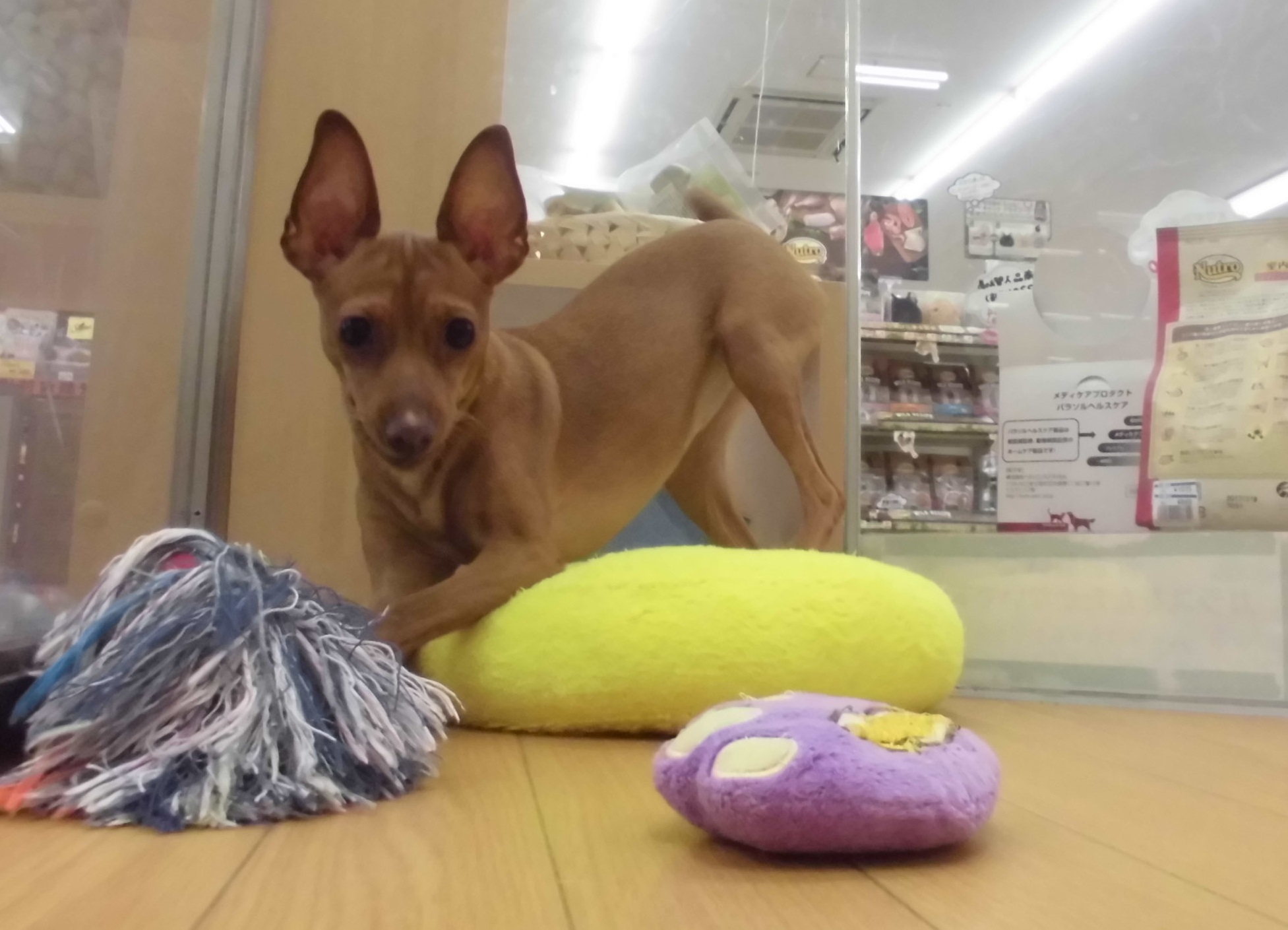 ピンちゃんお勉強中☆