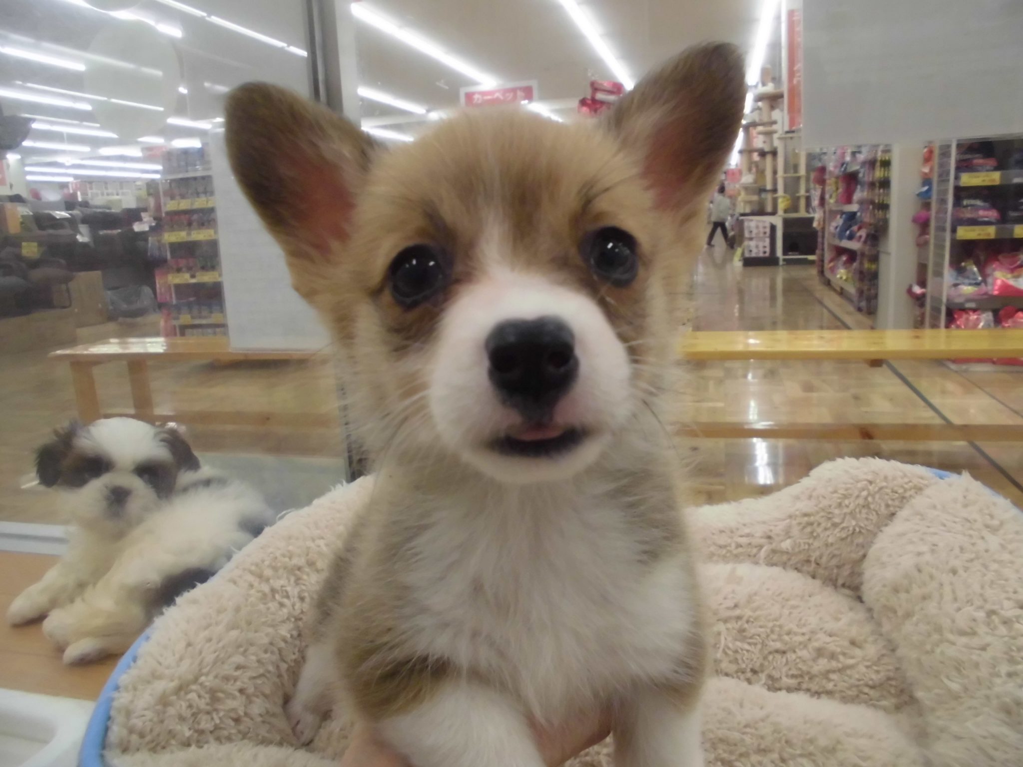 ☆清田店の新入生☆