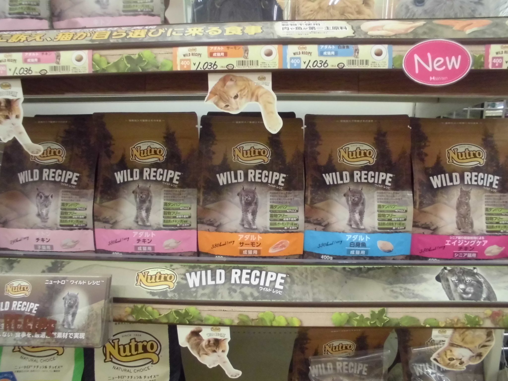 ねこちゃんのフード「ワイルドレシピ」新発売！！