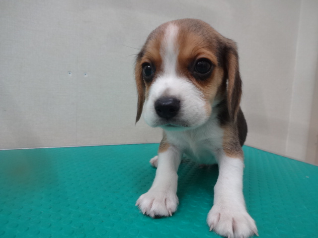 ☆　NEWオススメ犬就任！　☆