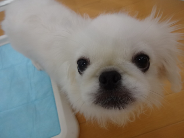 ☆　わんちゃん紹介　☆