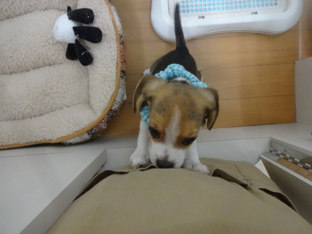 ☆　甘えん坊ビーグル君　☆