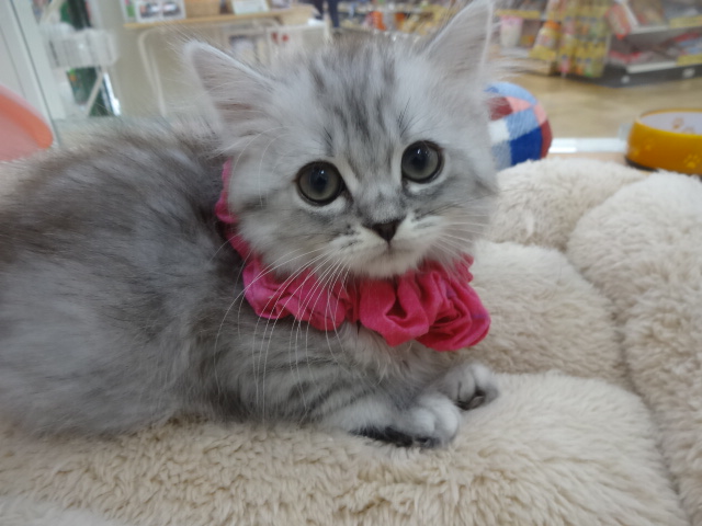 ☆　猫ちゃん紹介　☆