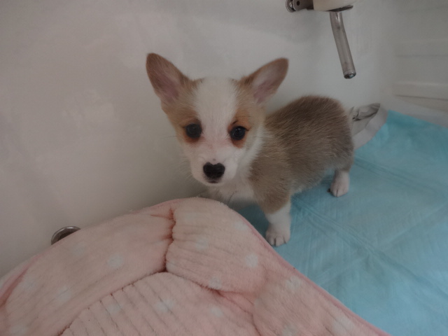 ☆　わんちゃん紹介　☆