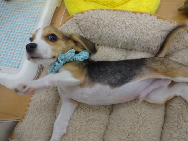 ☆　お昼寝ビーグル君　☆