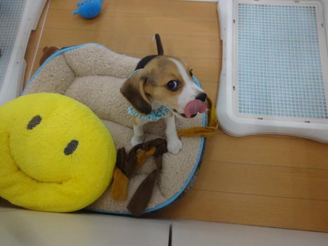 ☆　ロープとビーグル君　☆