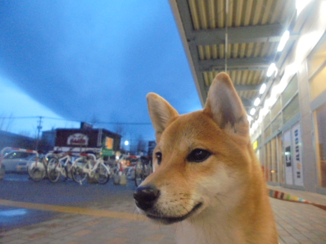 ☆わさびちゃん☆