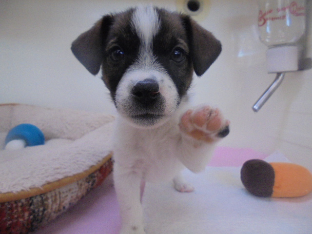 ☆オススメ犬ご紹介☆