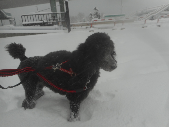 お泊りわんちゃん☆トリミングわんちゃん
