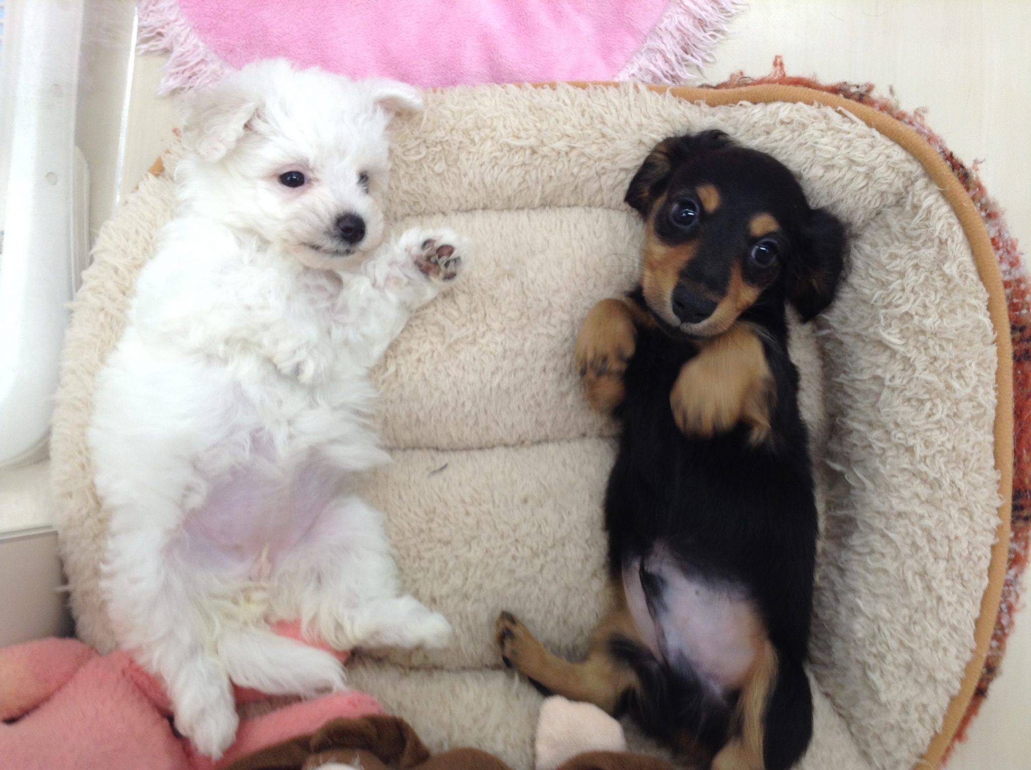 新しい子が来ました！！