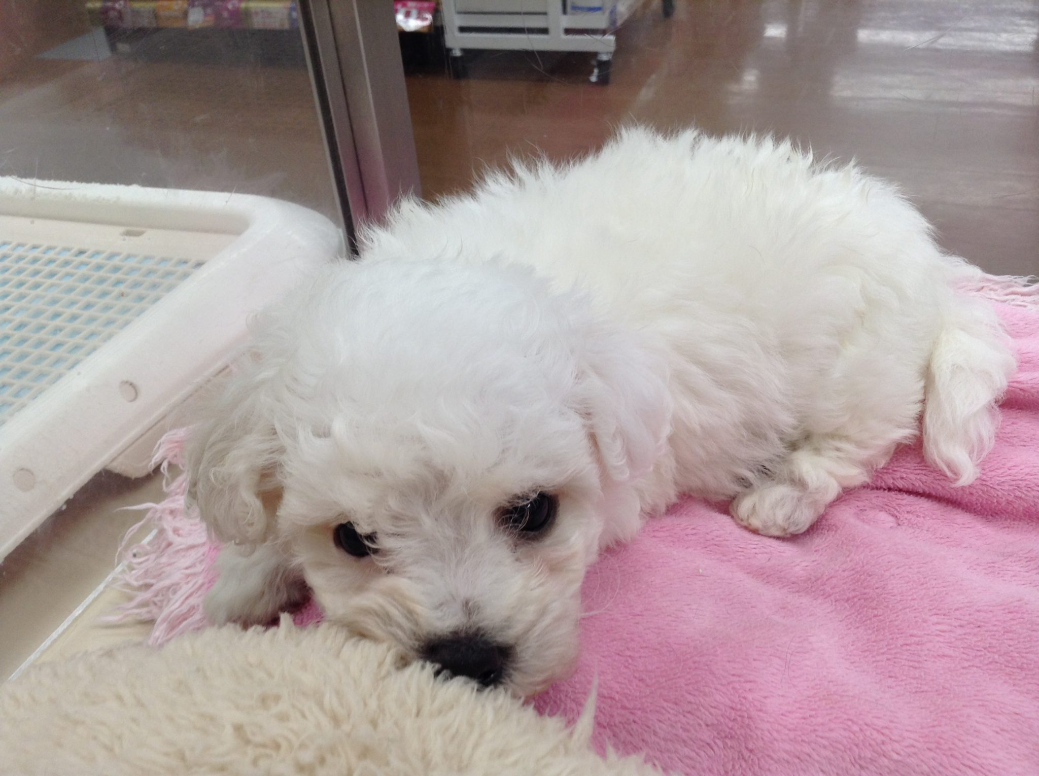 新しいオススメ犬は？？