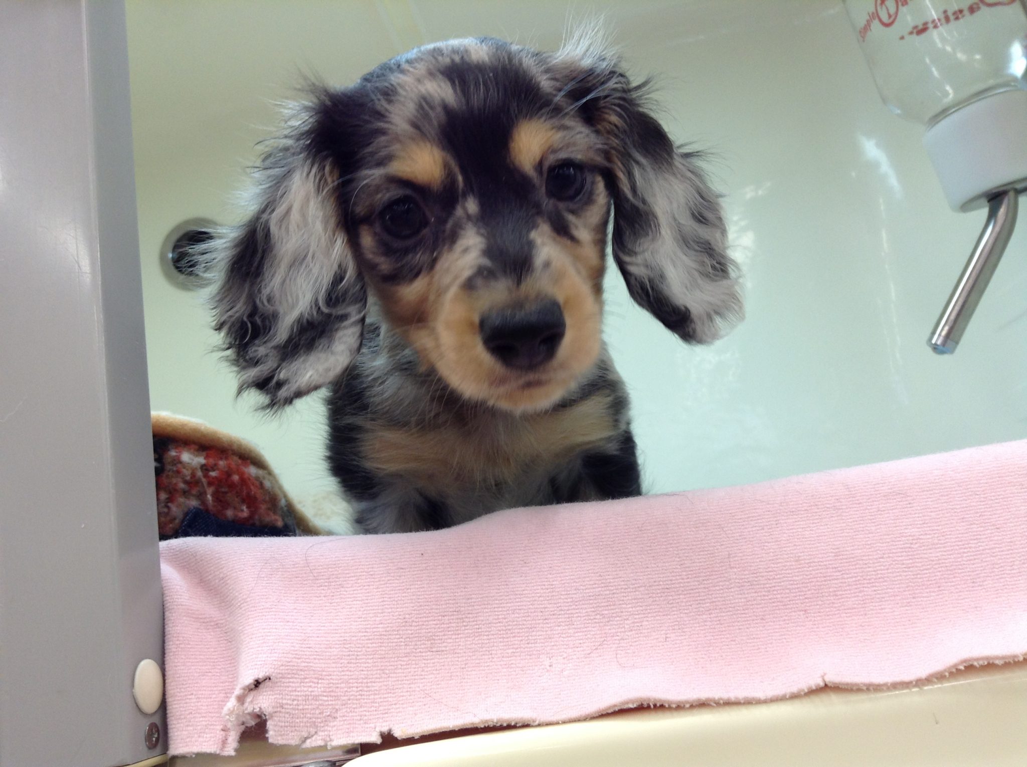 新オススメ犬L(・o・)」