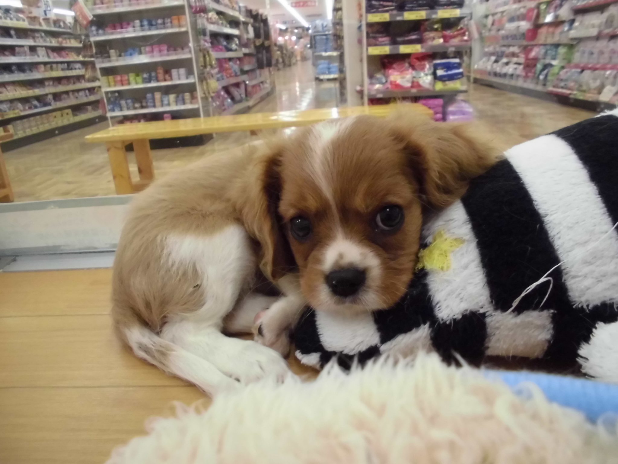 ＮｅｗＦａｃｅ♪