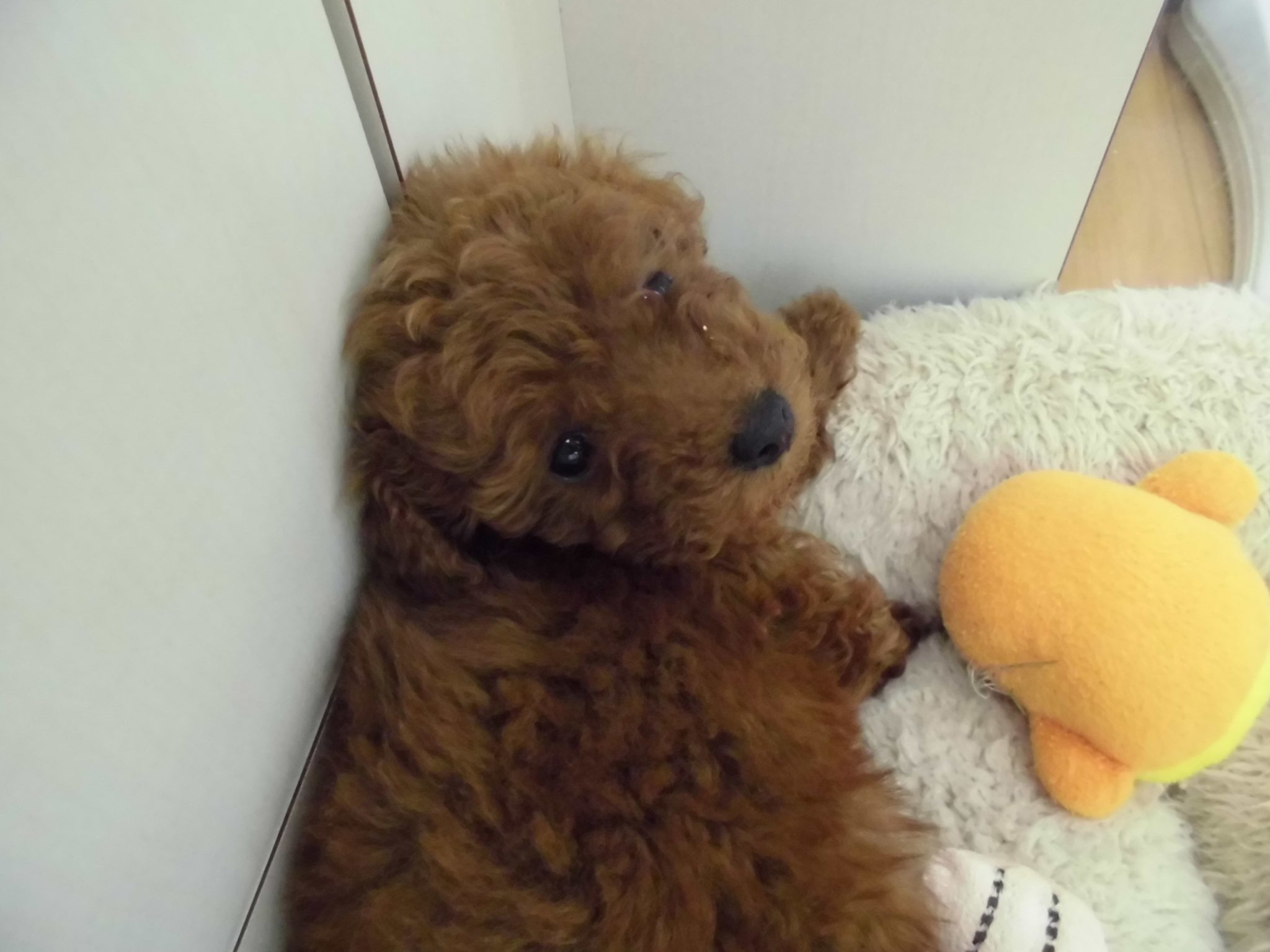 清田店の新人ワンちゃん！！