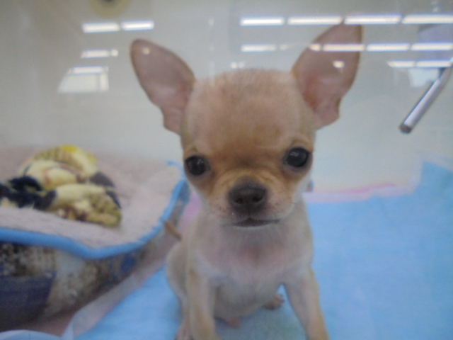 ♪おすすめ犬♪