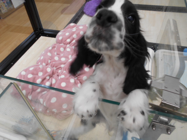 次は僕がおすすめ犬だよ☆
