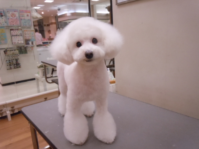 ★★年末のトリミング・ホテル予約状況★★　