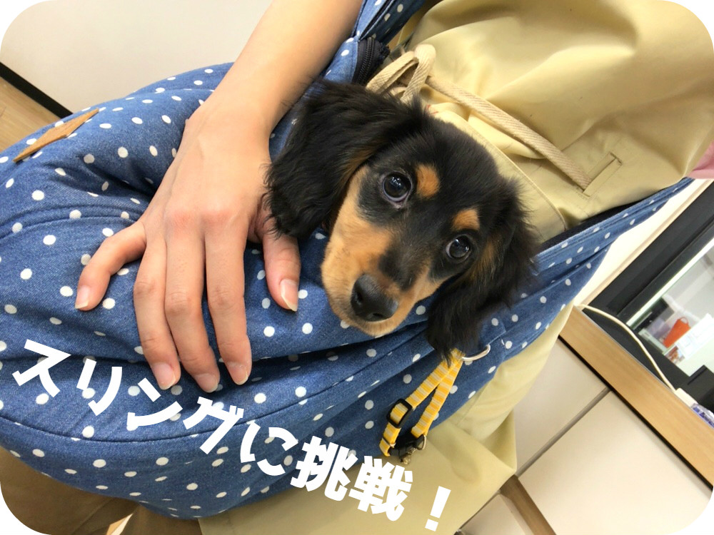 ★スリングに挑戦！(*^_^*)★