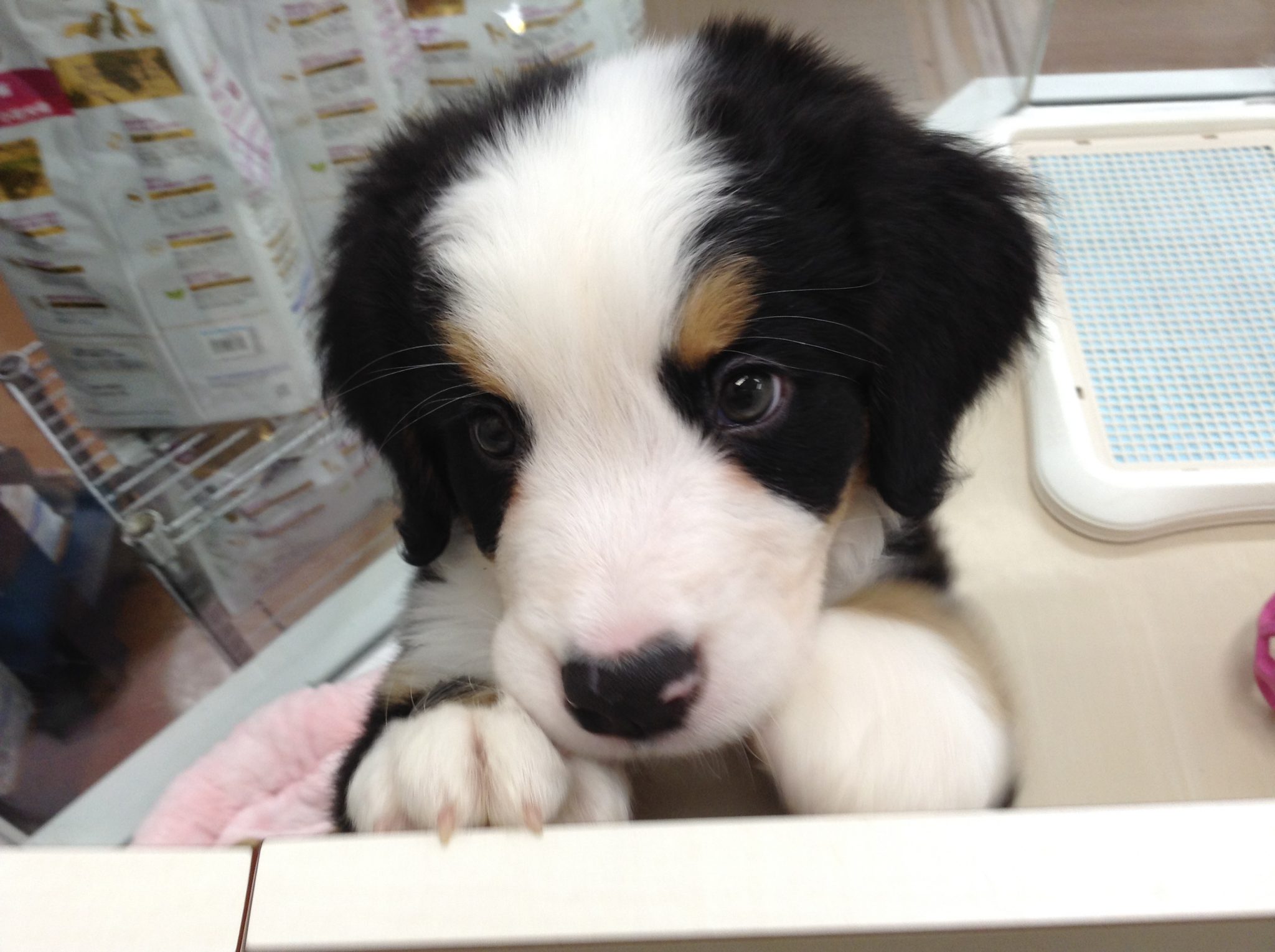 大物がやってきました・・・！