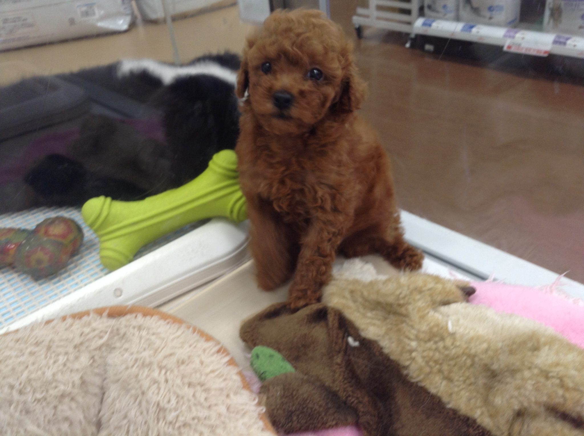 もふもふな新入りさん♬