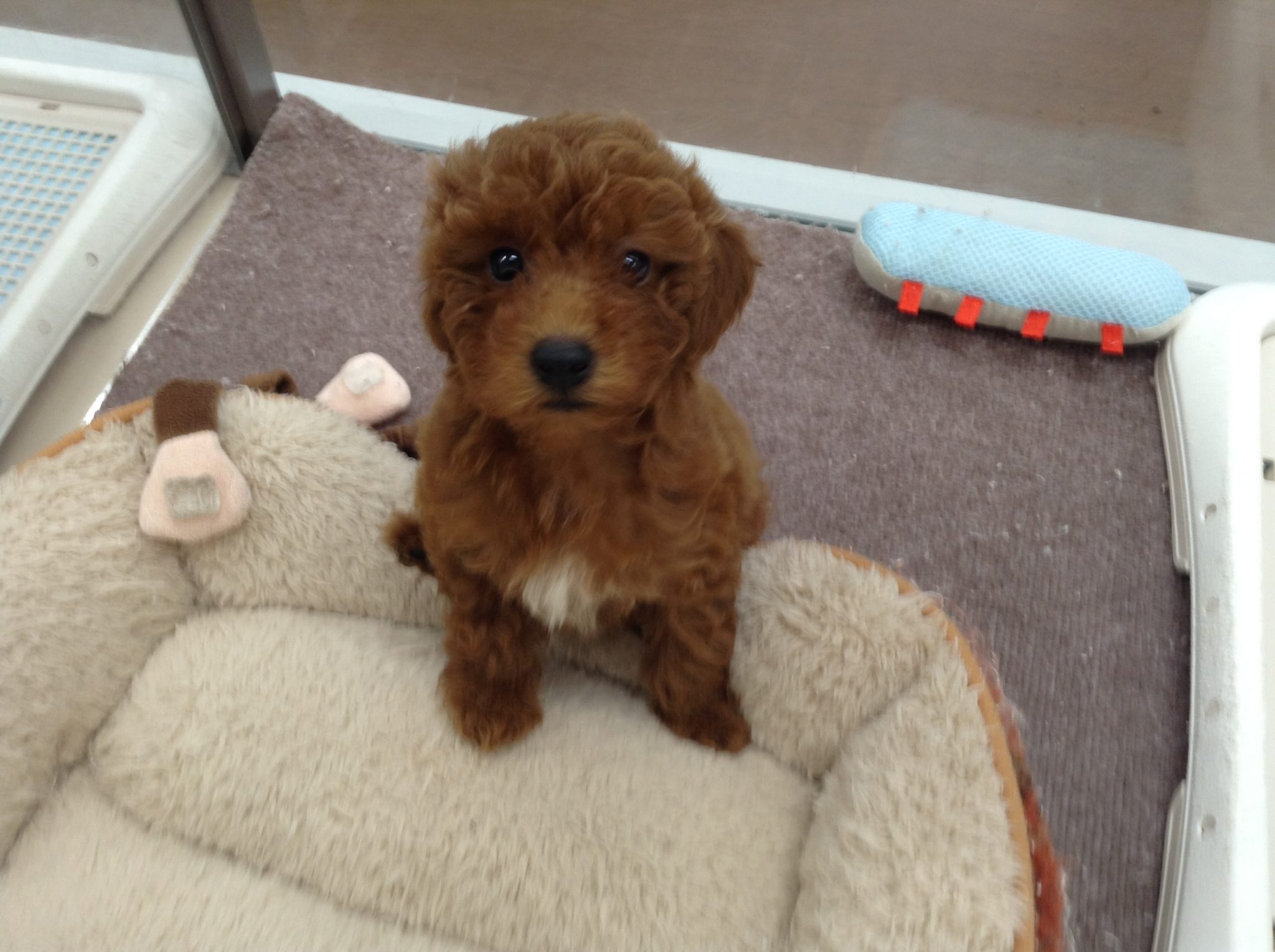 もふもふさんが♬