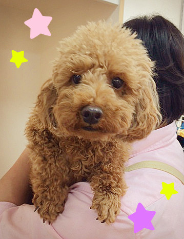 ☆お泊り中♪ハナちゃん☆