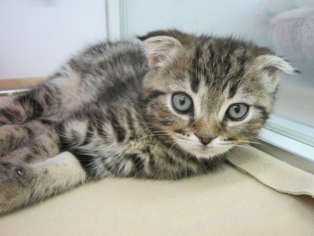 ＮＥＷねこちゃん★チワワちゃん